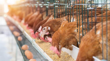 Influenza aviar: confirman caso positivo de aves comerciales en Los Toldos