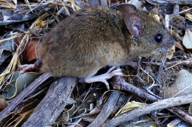 Confirman en Chacabuco el séptimo caso de hantavirus en la provincia