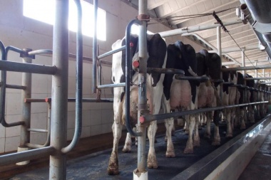 Tambos: el precio de la leche al productor aumentó más que la inflación y hay alivio