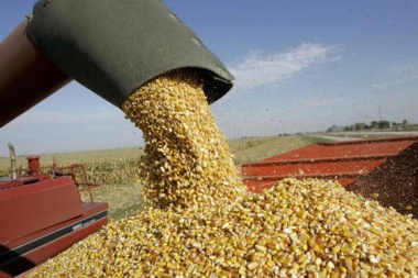 Productor de Junín estalló ante rumores de vuelta a las retenciones en trigo y maíz