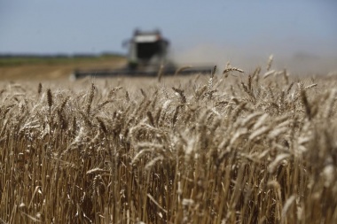 Sequía: analistas prevén la peor cosecha de trigo en siete años