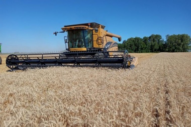 Mejores rindes del trigo y récord de siembra de soja