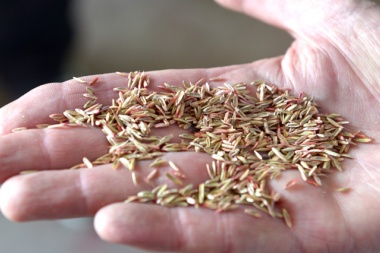 En Lincoln: Capacitarán a profesionales en producción orgánica de semillas