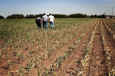 Por la sequía, hay más de 120 pedidos de emergencia de productores en 9 de Julio