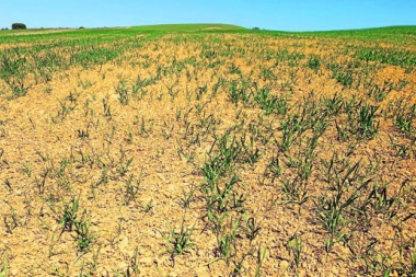 Por la sequía, estiman que la campaña agrícola caerá 12 por ciento
