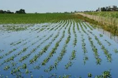 Por las lluvias, se perdieron 455 mil hectáreas de soja