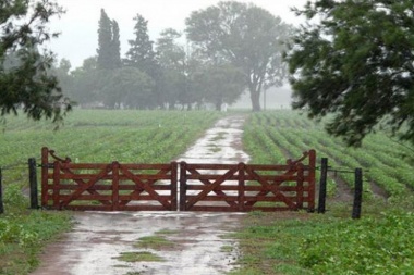 Las lluvias dieron respiro pero las pérdidas son "irreversibles" para el campo