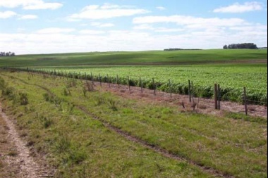 En Junín existen 200.000 hectáreas aptas para la producción agropecuaria