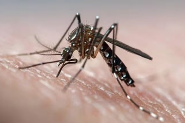 Dengue: plantean realizar un control biológico del Aedes Aegypti