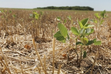 Piden la emergencia agropecuaria para Alberti