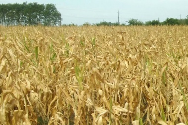 La Rural de 25 de Mayo reclamó “cambios urgentes” en la Ley de Emergencia Agropecuaria