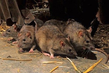 Confirman la aparición de un caso posible de hantavirus en una localidad de Chacabuco
