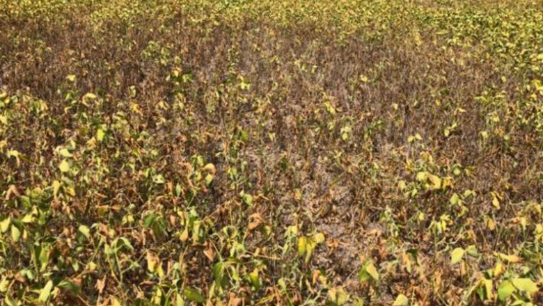 Por la sequía, estiman pérdidas en soja y trigo por casi USD 5 mil millones