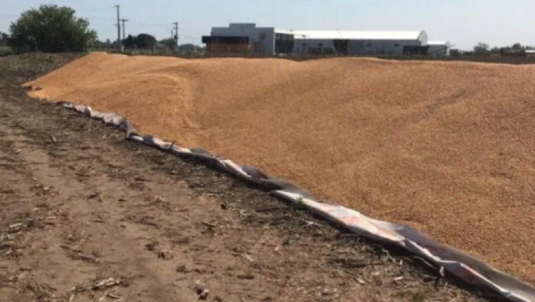 Vandalismo rural: le rompieron 8 silobolsas con maíz y analiza dejar su actividad