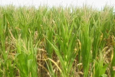 La Rural de 25 de Mayo sigue planteando cambios a la ley de emergencia agropecuaria