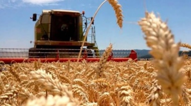 Trigo: Gobierno aceleró gestiones para asegurarse exportaciones a Brasil