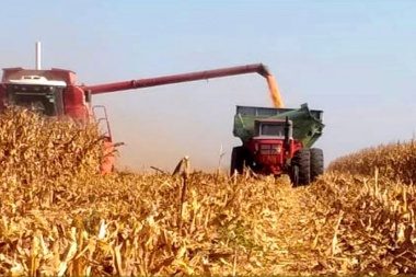 Pronostican cosecha histórica con más de 62 millones de toneladas de maíz y sorgo