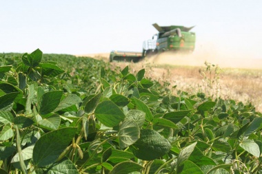 Cosecha sojera arrojó producción acumulada de 50,5 millones de toneladas