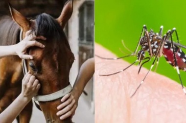 Desmienten caso de encefalitis equina en General Viamonte