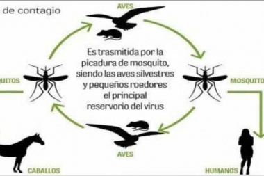 Confirman primer caso de encefalitis equina en el distrito de Lincoln