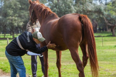 Primer caso de encefalitis equina en humanos en 9 de Julio