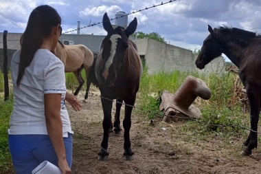 32 municipios confirmaron casos de Encefalitis Equina en humanos en PBA