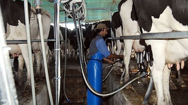 El dólar alto complica aún más a los tambos que sufren una suba atroz en insumos