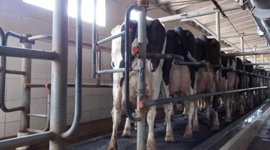 Tambos: el precio de la leche al productor aumentó más que la inflación y hay alivio