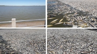 La mortandad de peces se debe a la falta de oxígeno en los espejos de agua