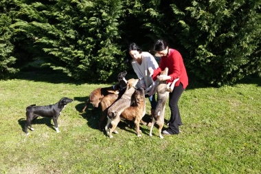 Propuestas de Borsani para el cuidado de los animales: "estamos a favor", dijo