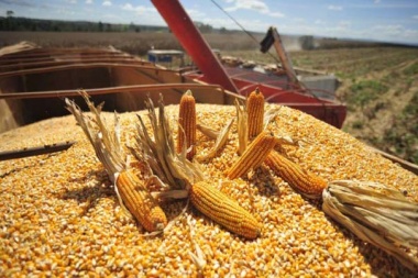 El maíz sacó a la soja de escena de cara a la próxima campaña agrícola