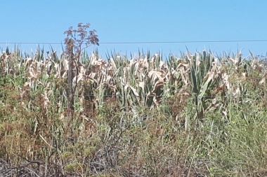 Más de 15.000 hectáreas de maíz duramente afectadas por la seca en Junín