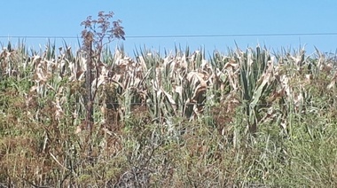 En Chacabuco sequía afectó la totalidad de la superficie sembrada de maíz