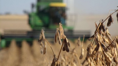 Por la ola de calor, reducen la estimación de cosecha de maíz y soja