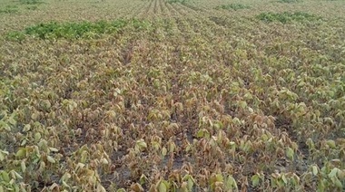 Lincoln, Hipólito Yrigoyen y Trenque Laquen en emergencia agropecuaria