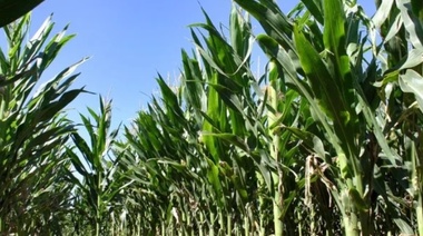 Estiman buenos rindes en los cultivos tras los 560 milímetros caídos en 2025