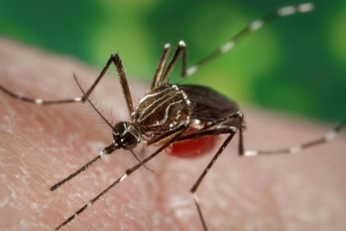 Fuerte suba de casos de dengue en la provincia