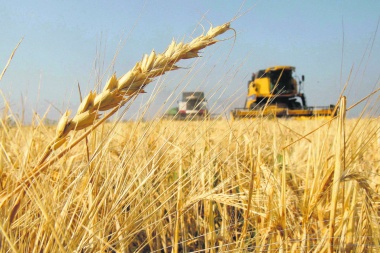 Afirman que el trigo pasó a ser el cultivo estrella y esperan 20 millones de toneladas