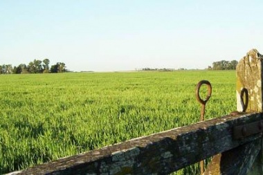 La lluvia trajo alivio al campo que genera una recuperación en cuadros de trigo