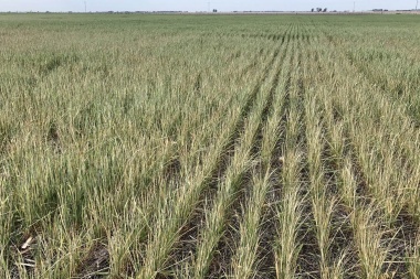 Afirman que el trigo en la zona de Junín promedió pérdidas cercanas al 70%