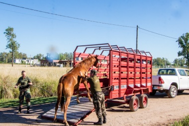 Operativo conjunto entre municipio y Patrulla Rural para controlar la presencia de equinos sueltos