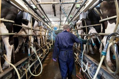 En el primer trimestre del año, la producción de leche tuvo una caída del 15%