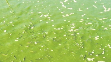 Comité de crisis de Junín evaluó la situación de la laguna ante la presencia de cianobacterias
