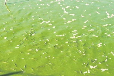 Comité de crisis de Junín evaluó la situación de la laguna ante la presencia de cianobacterias
