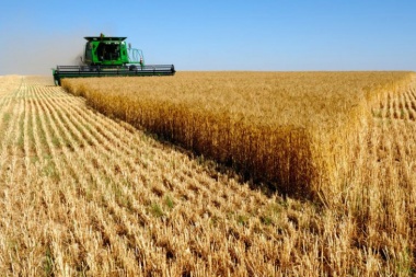 Estiman una pérdida de 5 millones de toneladas de trigo a causa de la sequía