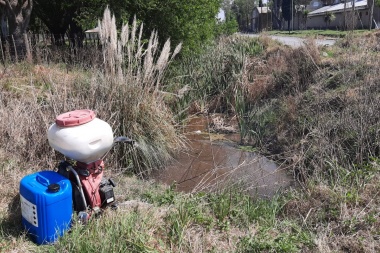 Junín: el Municipio continúa con los trabajos para combatir el Barigüí