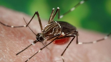 Emiten recomendaciones para evitar casos de dengue