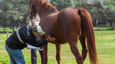 Nuevo pedido de control de la encefalitis equina desde la cuarta