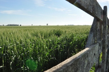 Desde CARBAP ponen la lupa sobre la distorsión de precio en el trigo