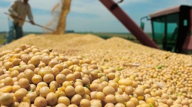 Gobierno baja hasta junio retenciones a la soja, el trigo, el maíz y el girasol